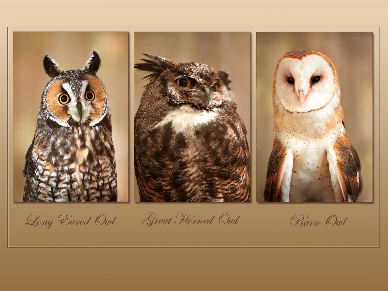 A collage featuring three owl species: a Long-eared Owl, a Great Horned Owl, and a Barn Owl, each displayed in a separate panel against a warm, neutral background.