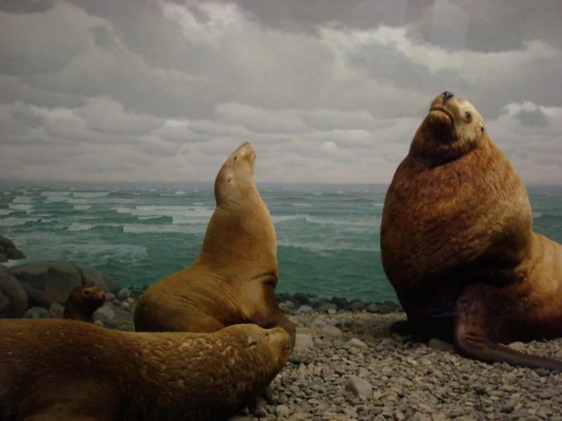  northern sea lion