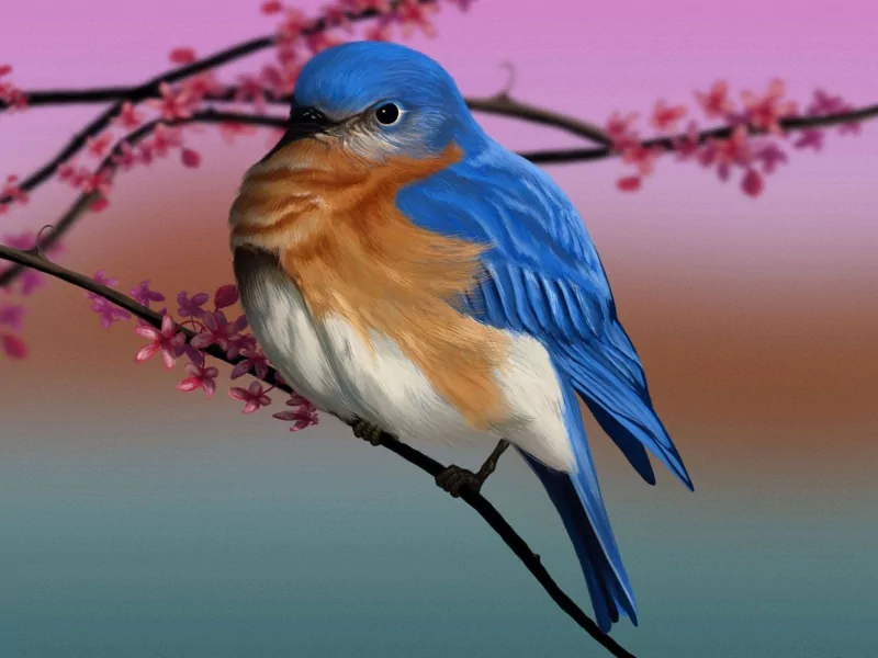 branch bird Animal eastern bluebird Image