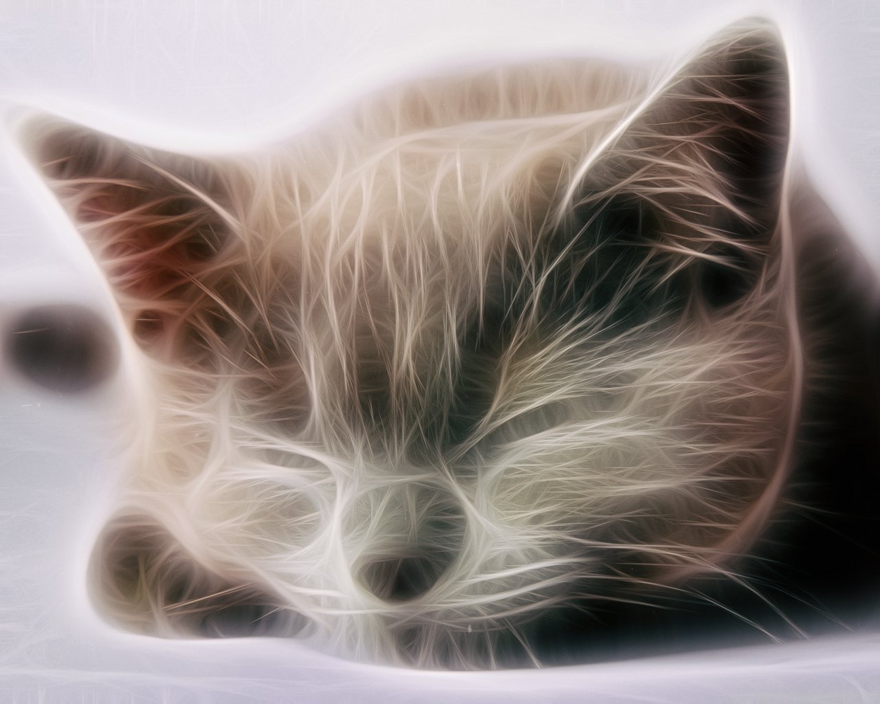 Asleep Cute 3d Cat by Anaswallpapers7