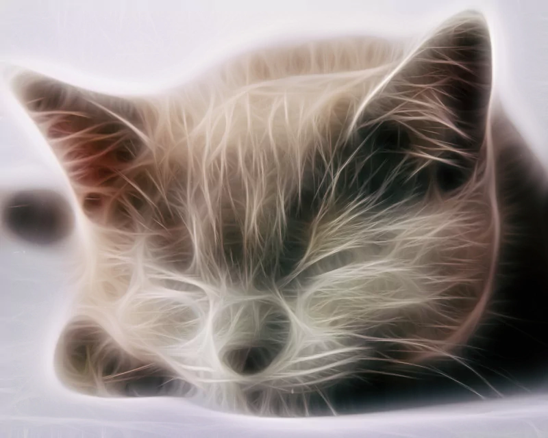  Asleep Cute 3d Cat