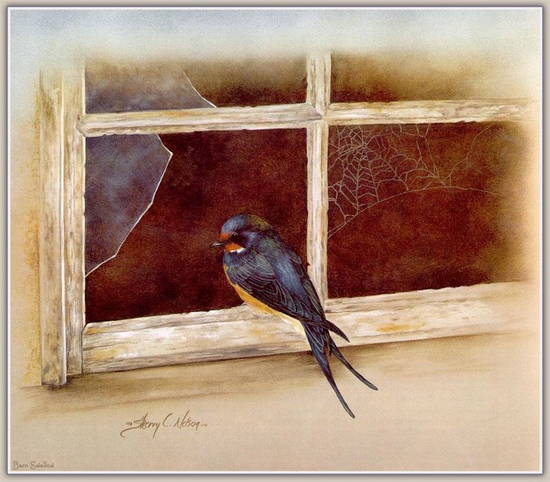 Swallow At Windowsill by sherry-c.-nelson