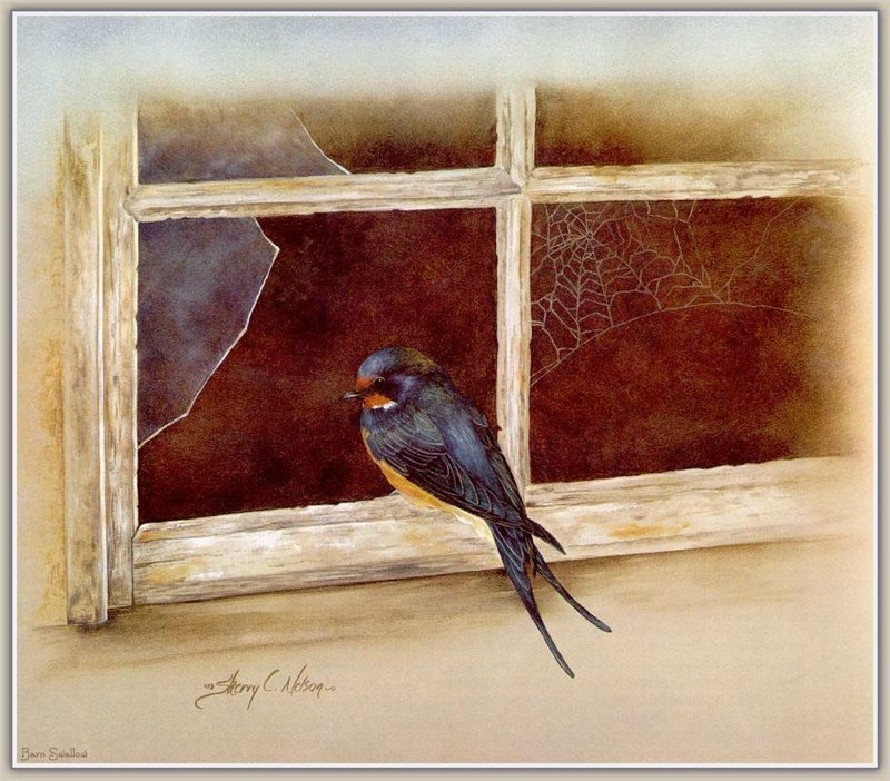 Swallow At Windowsill by sherryc.nelson