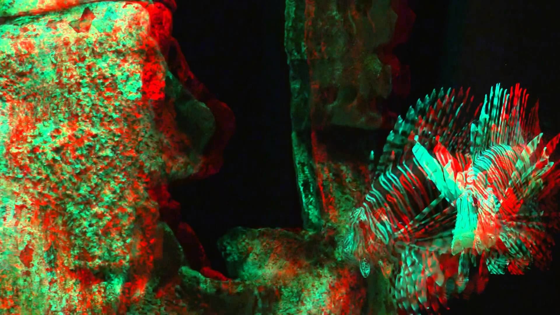 Download Fish Animal Lionfish Art