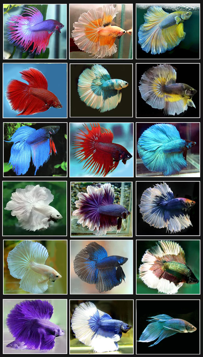 siamese fighting fish Animal betta Image