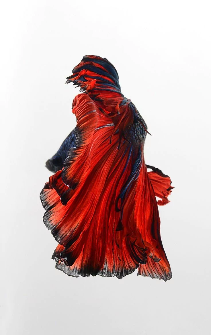 siamese fighting fish Animal betta Image