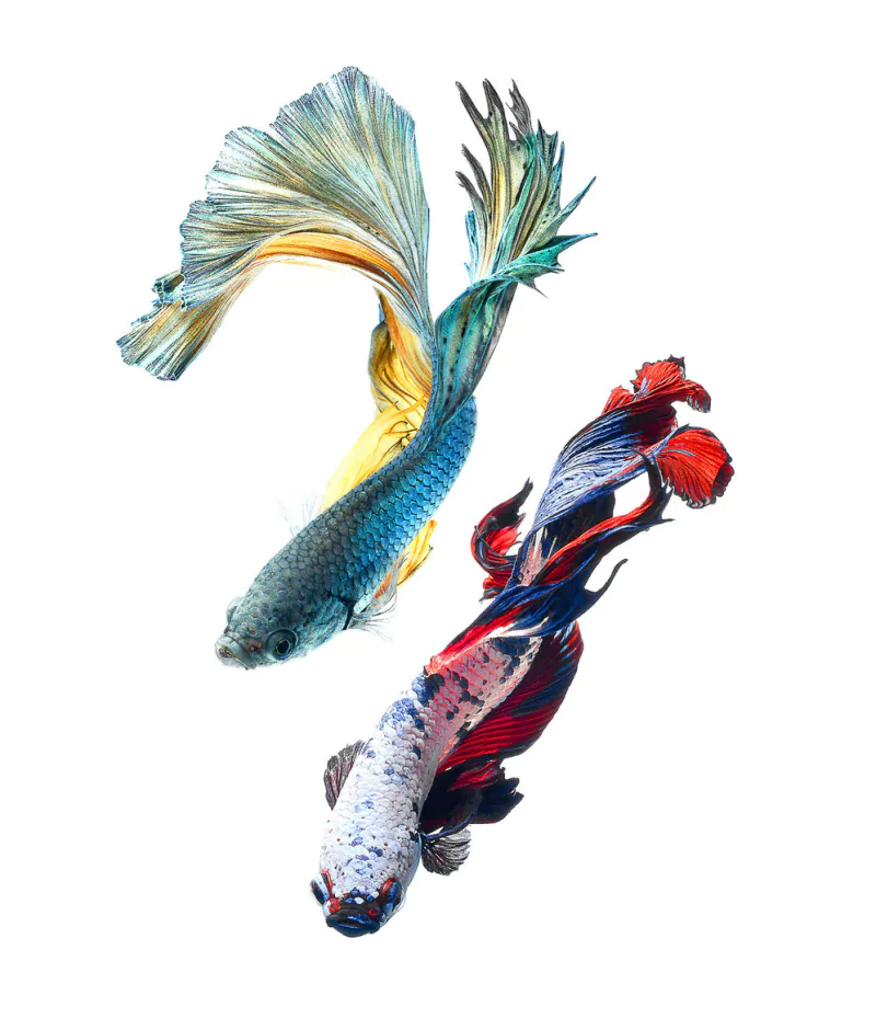 siamese fighting fish Animal betta Image