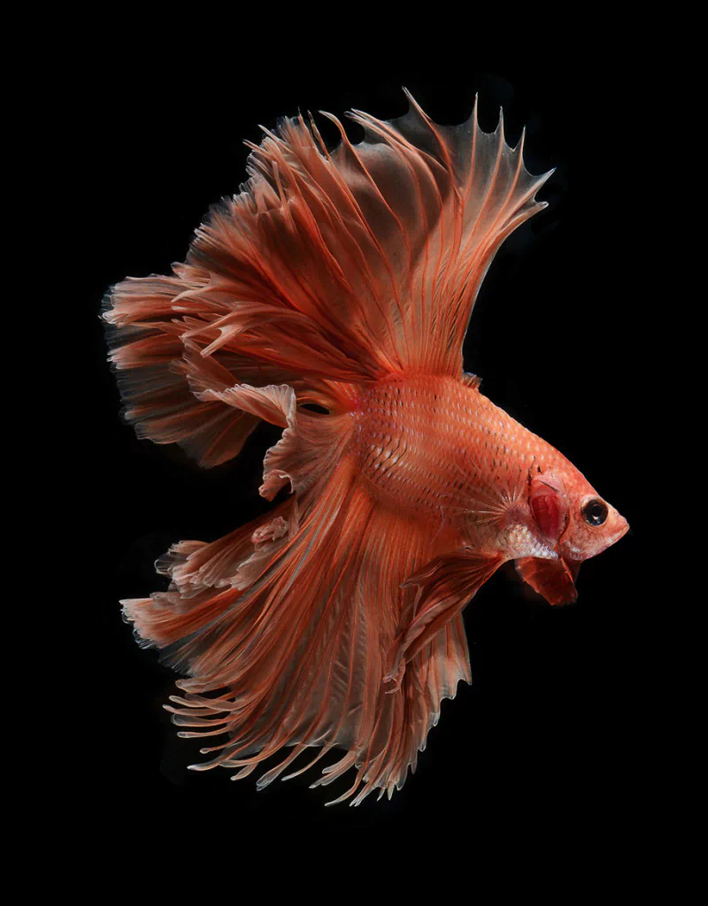siamese fighting fish Animal betta Image