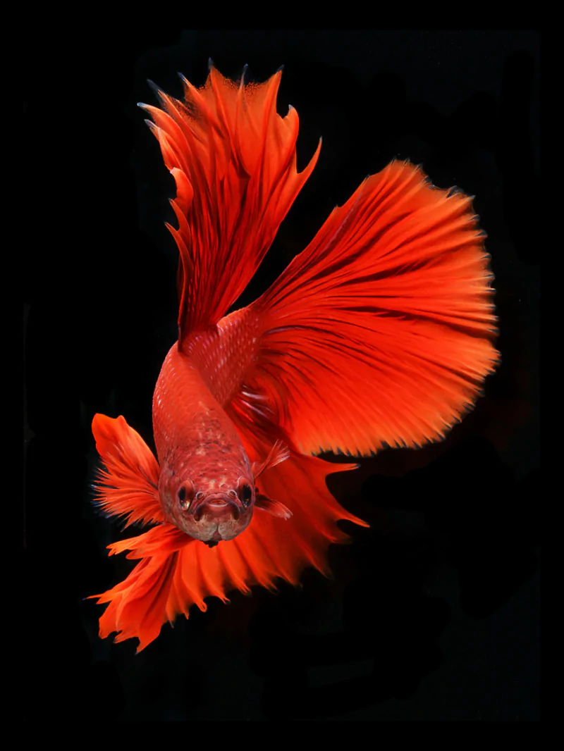 siamese fighting fish Animal betta Image