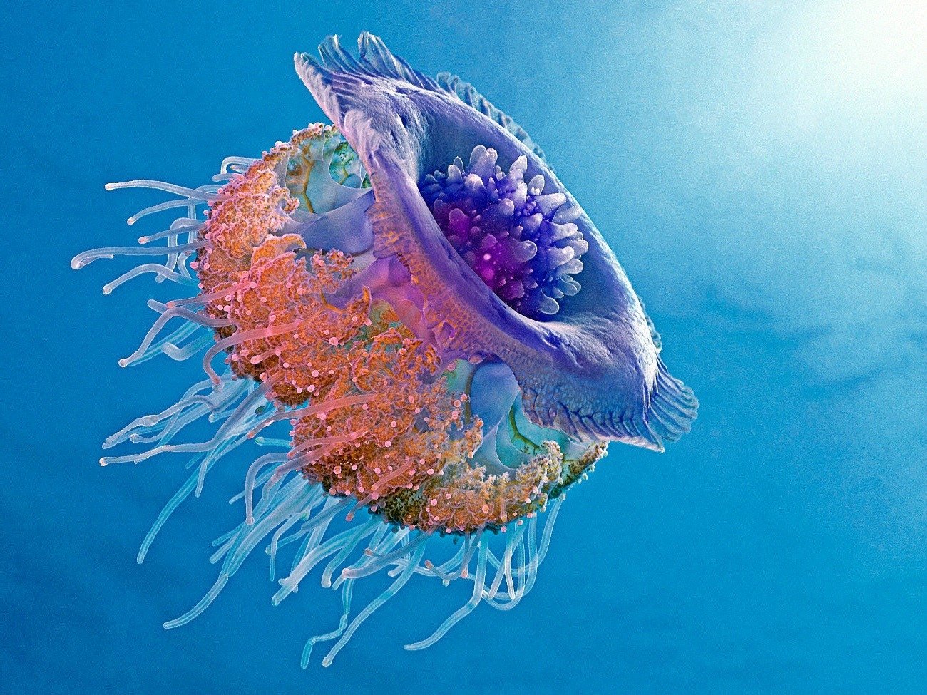 Jellyfish Art ID 92532