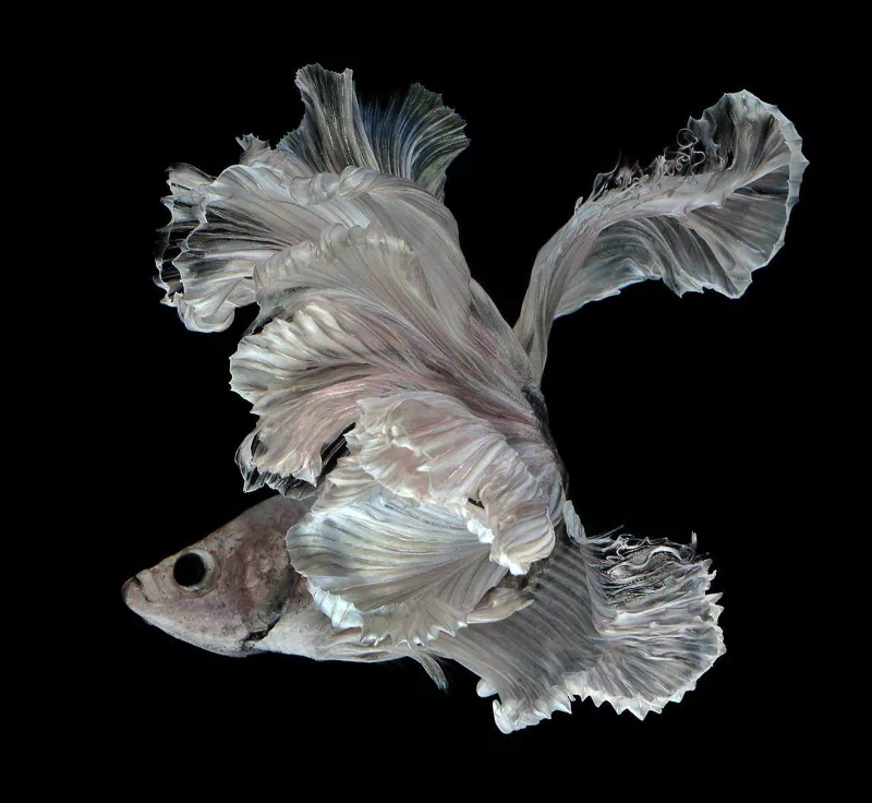 siamese fighting fish Animal betta Image