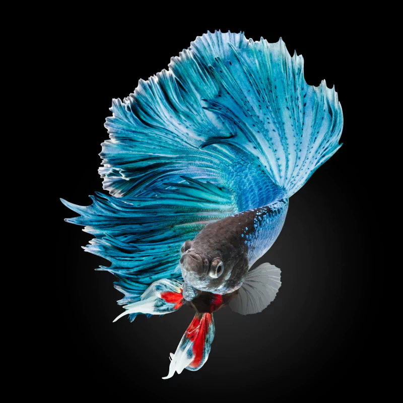 siamese fighting fish Animal betta Image