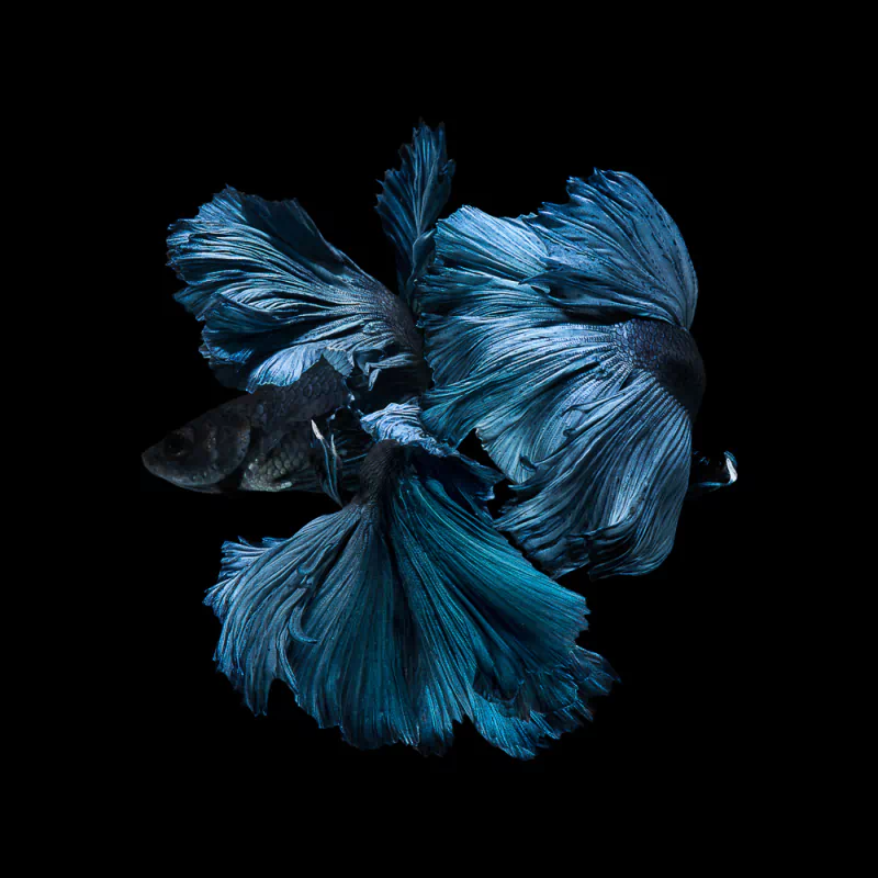 siamese fighting fish Animal betta Image