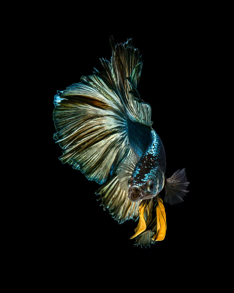 siamese fighting fish Animal betta Image