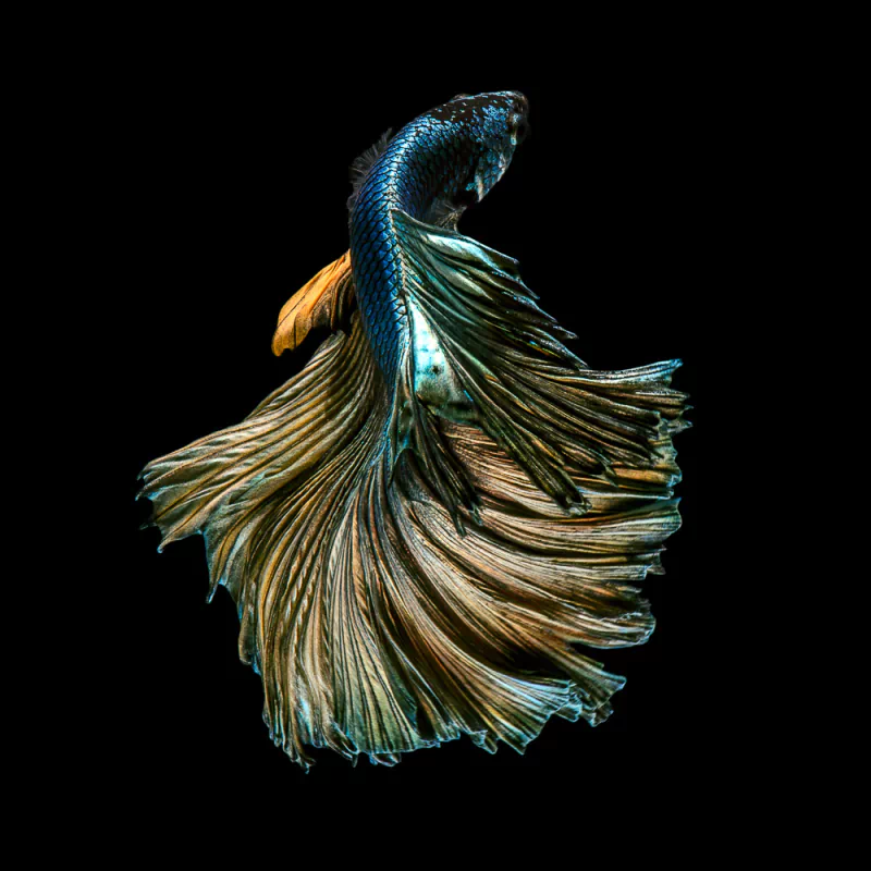 siamese fighting fish Animal betta Image