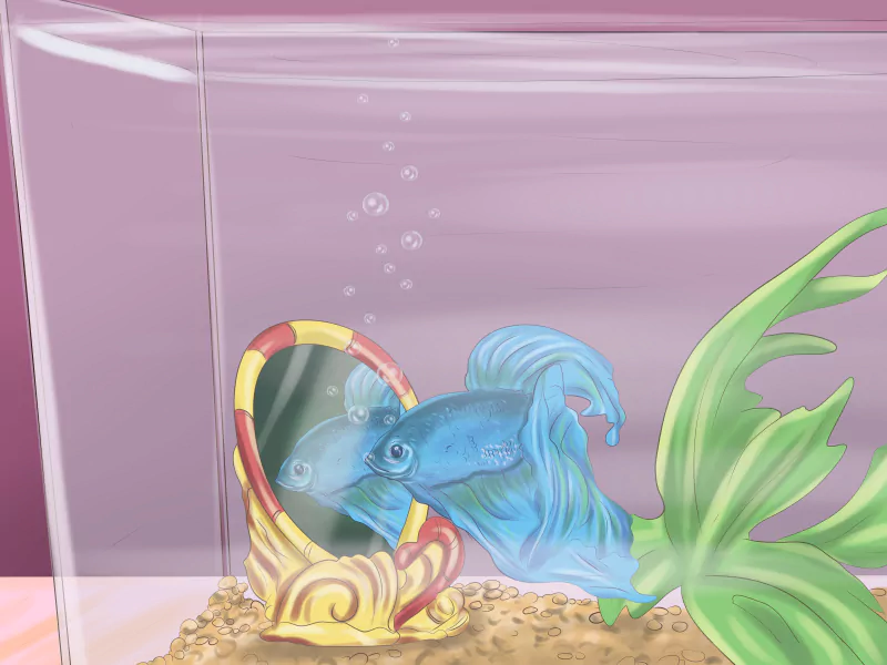 siamese fighting fish Animal betta Image