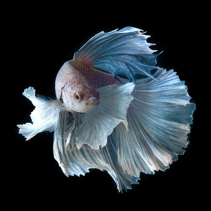 siamese fighting fish Animal betta Image