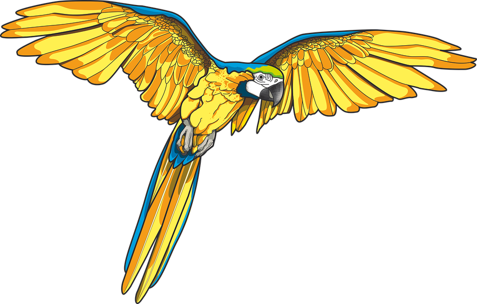 Blue-and-yellow Macaw Art