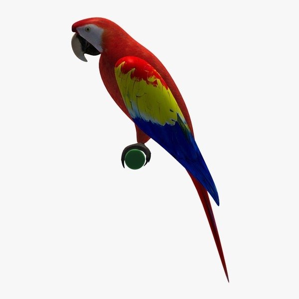 Parrot Art