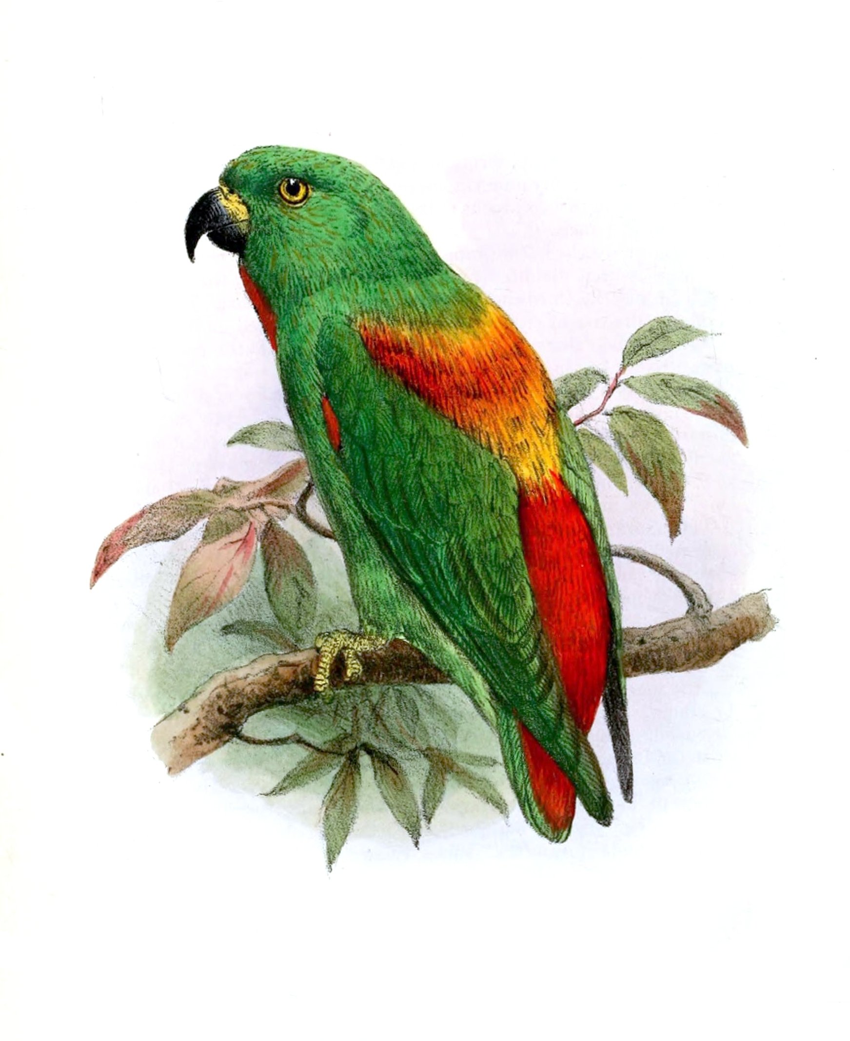 Animal Parrot Art