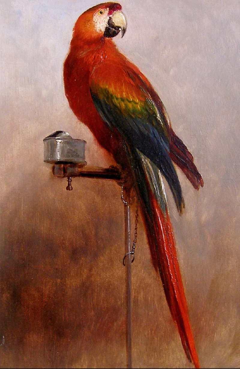 Animal parrot Image