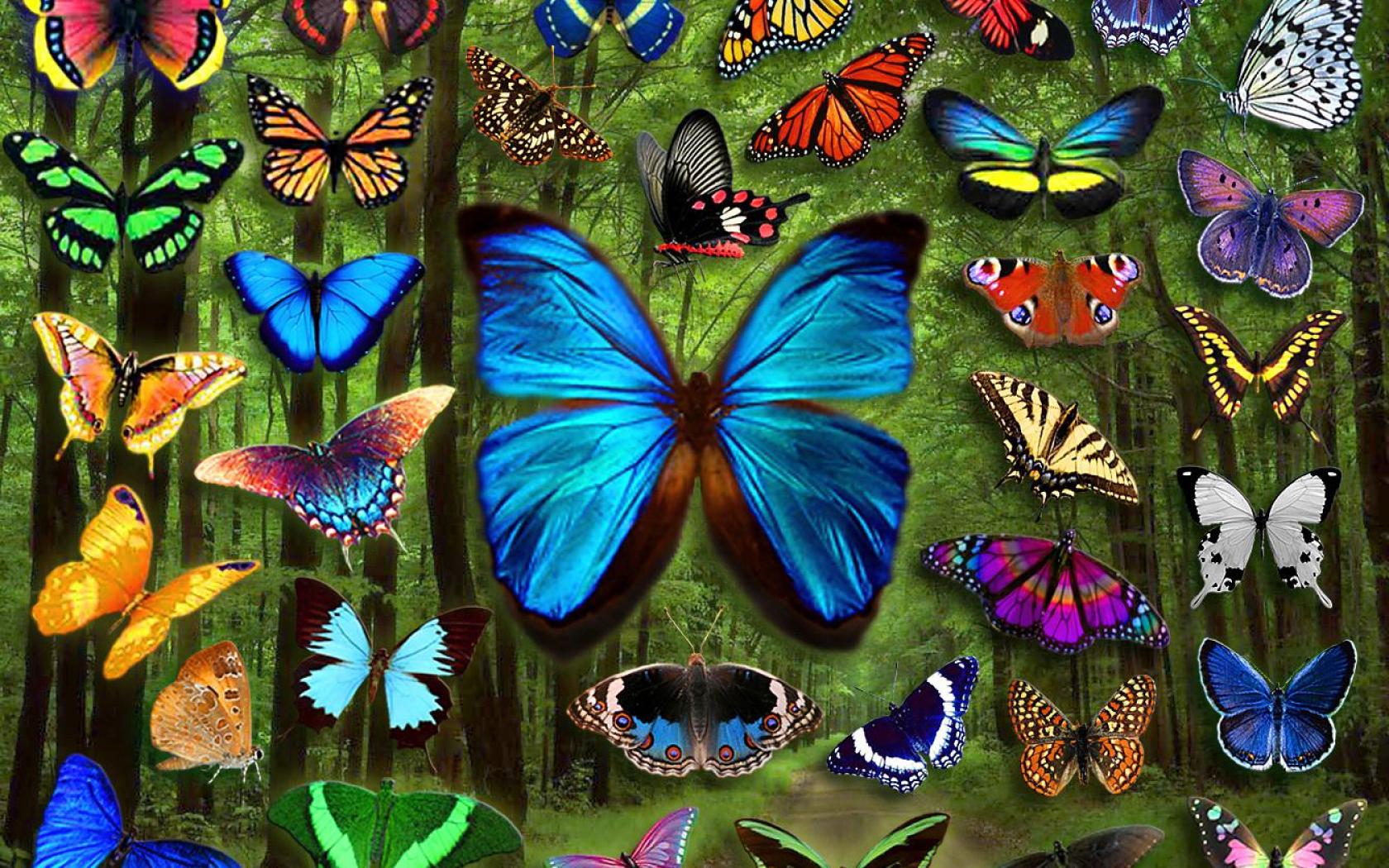 Разнообразие бабочек. Разноцветные бабочки. Красивые бабочки.