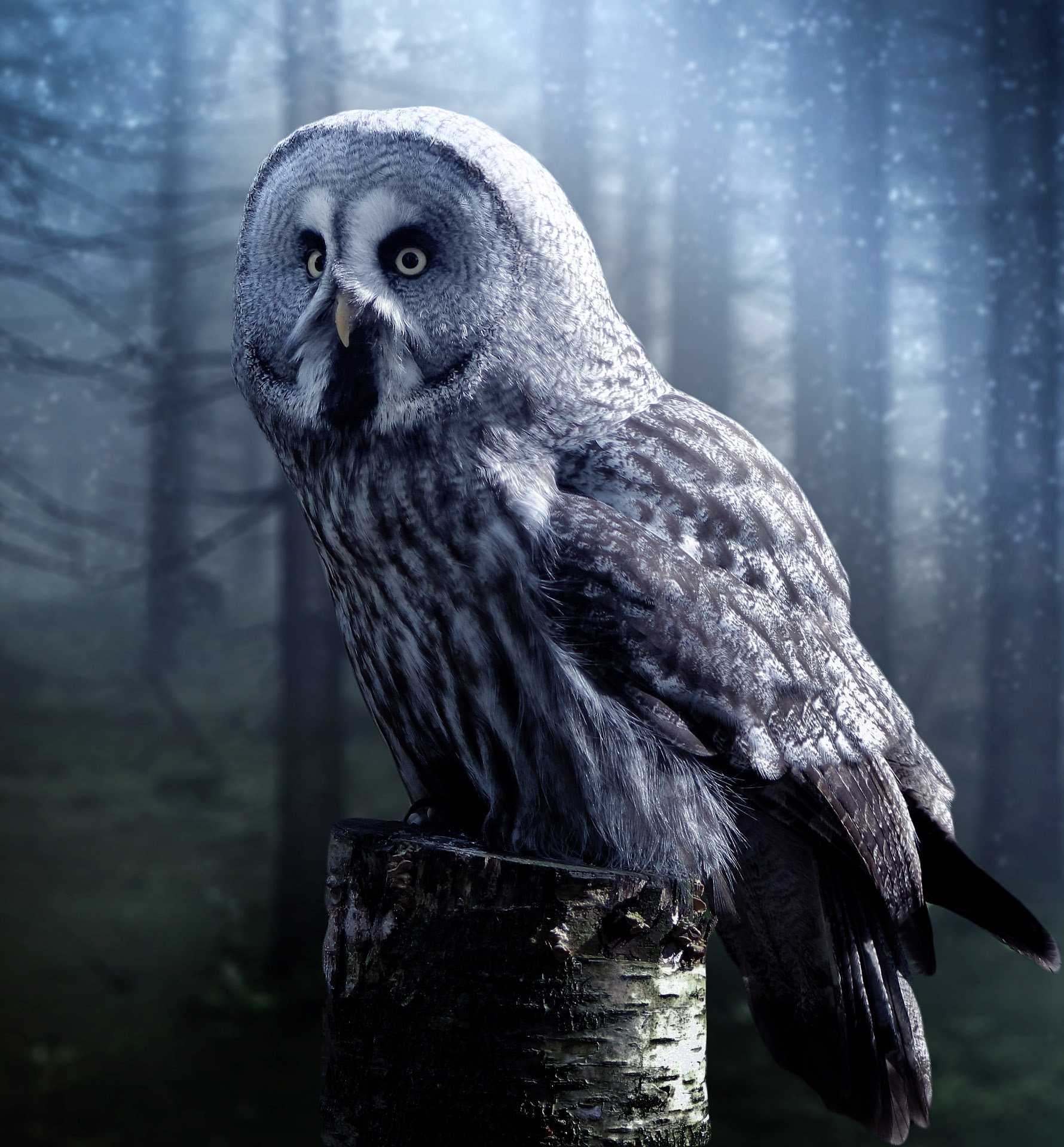 Portrait of an Owl