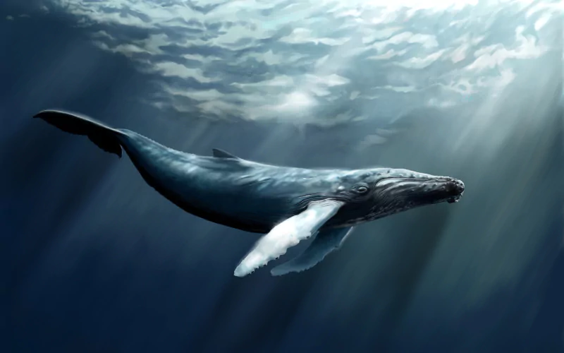 Animal whale Image